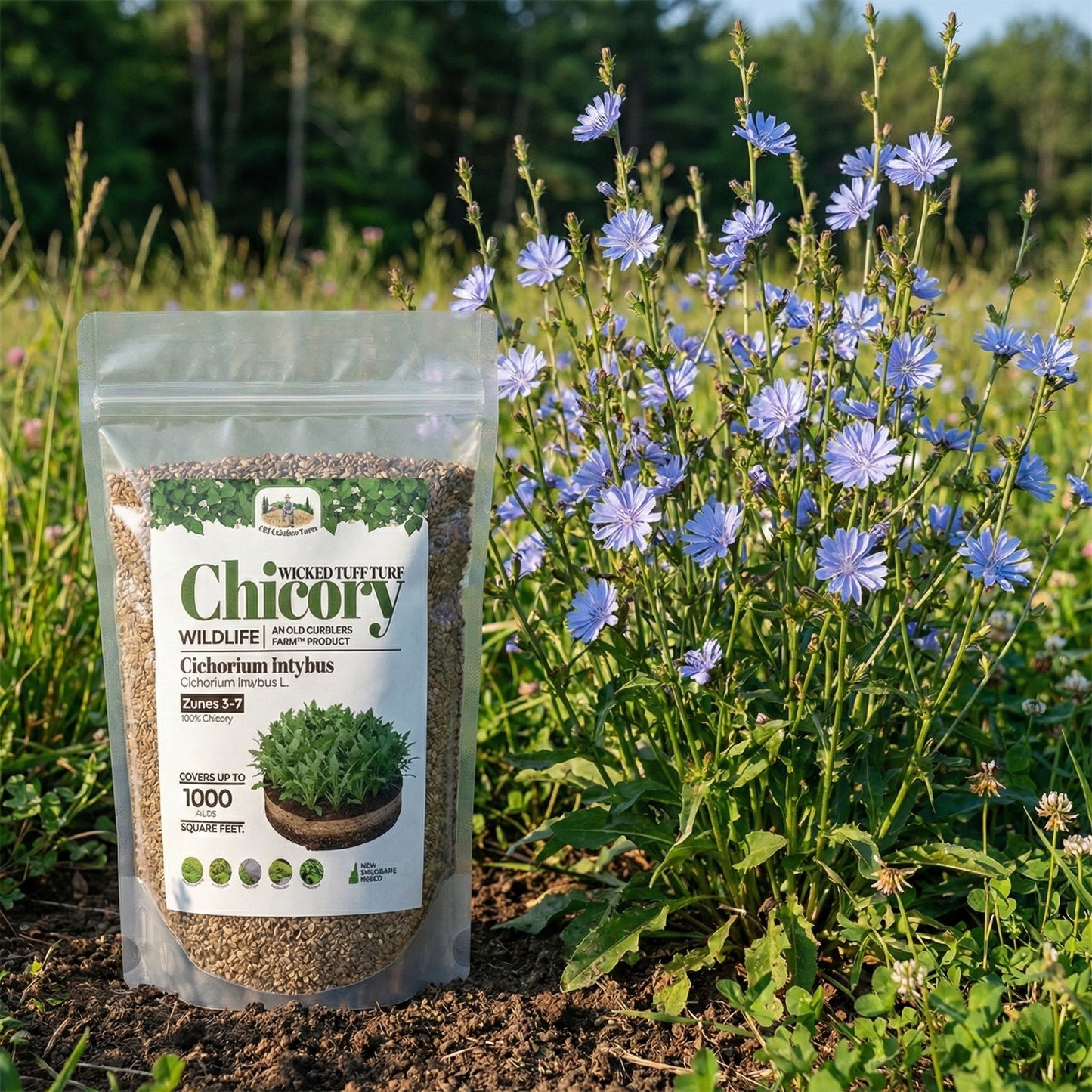 Wicked Tuff Turf Chicory Seed