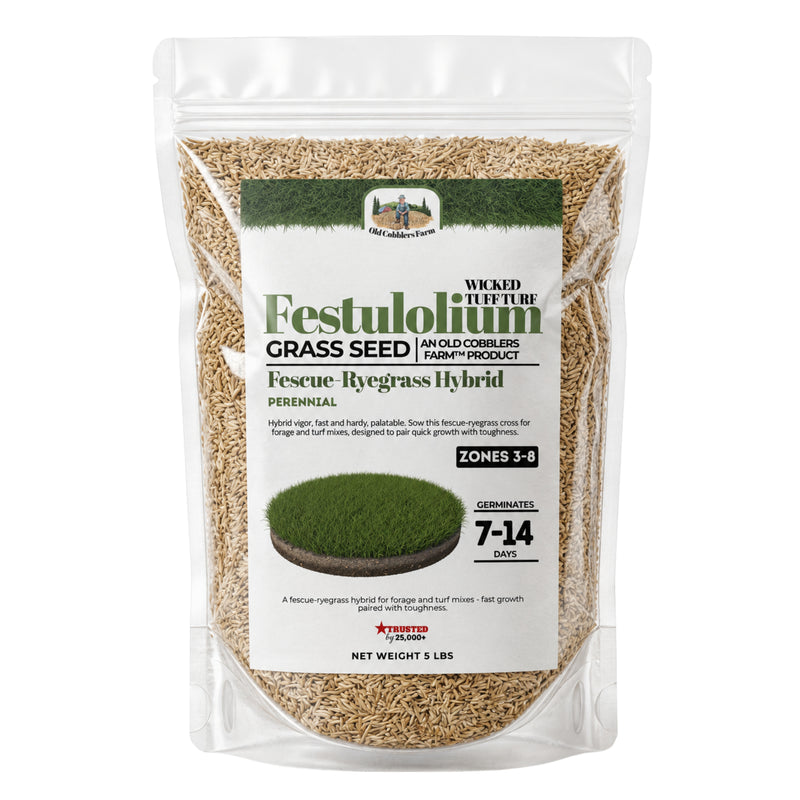 Wicked Tuff Turf Festulolium Seed - Old Cobblers Farm