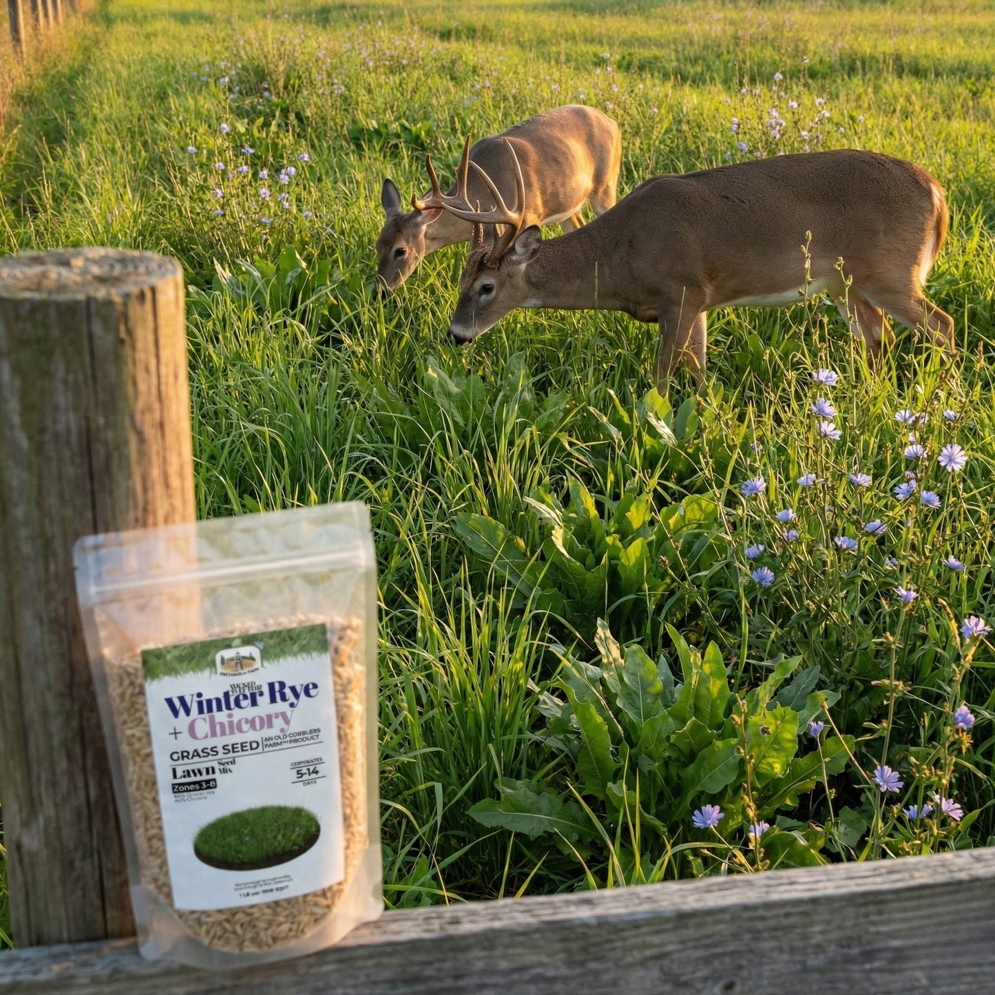 Wicked Tuff Turf Winter Rye + Chicory Seed Mix