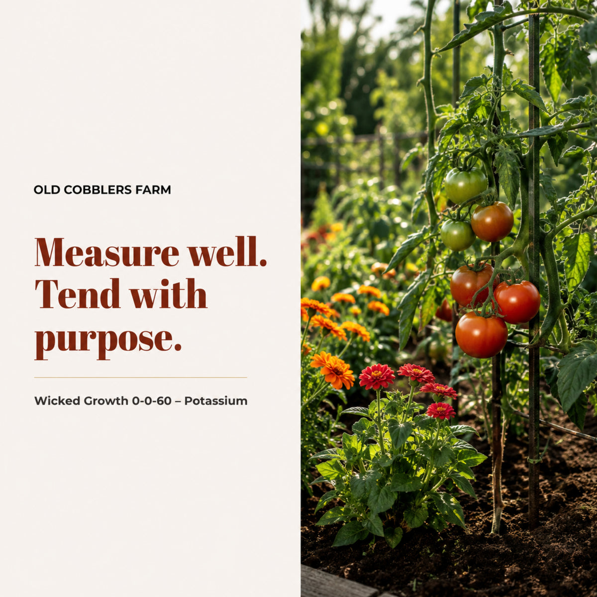 Wicked Growth 0-0-60 Fertilizer