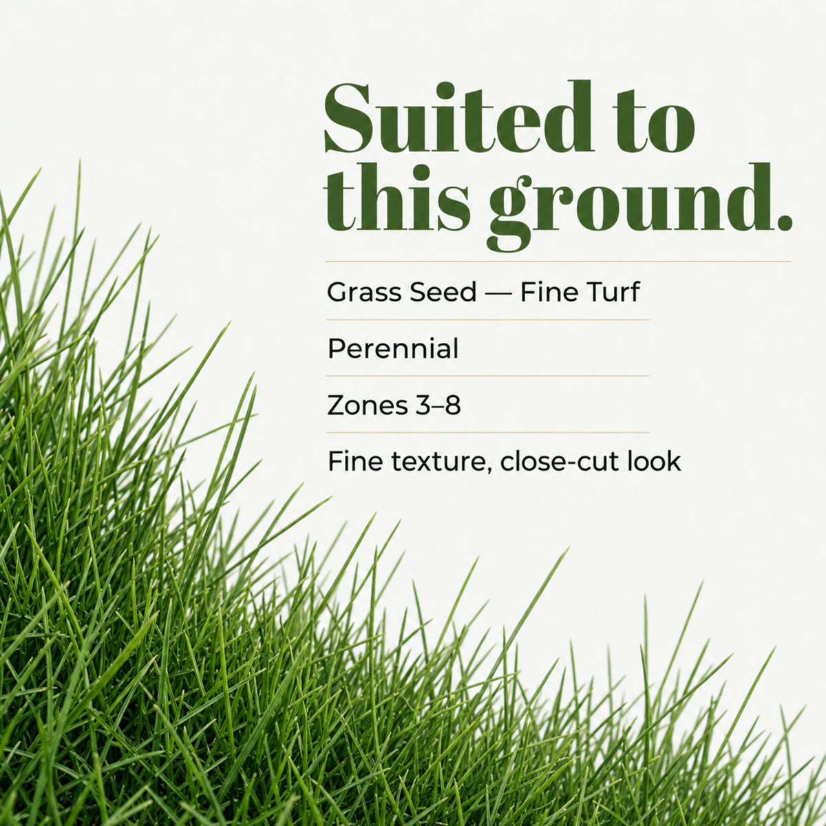 Wicked Tuff Turf Bentgrass Seed