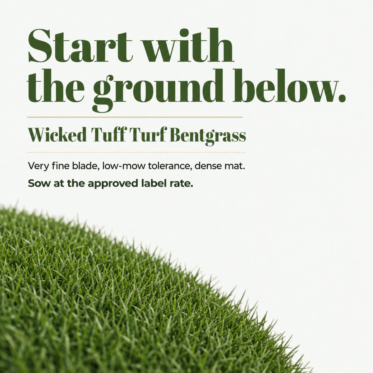Wicked Tuff Turf Bentgrass Seed