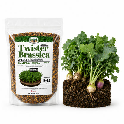 Wicked Tuff Turf Brassica Seed