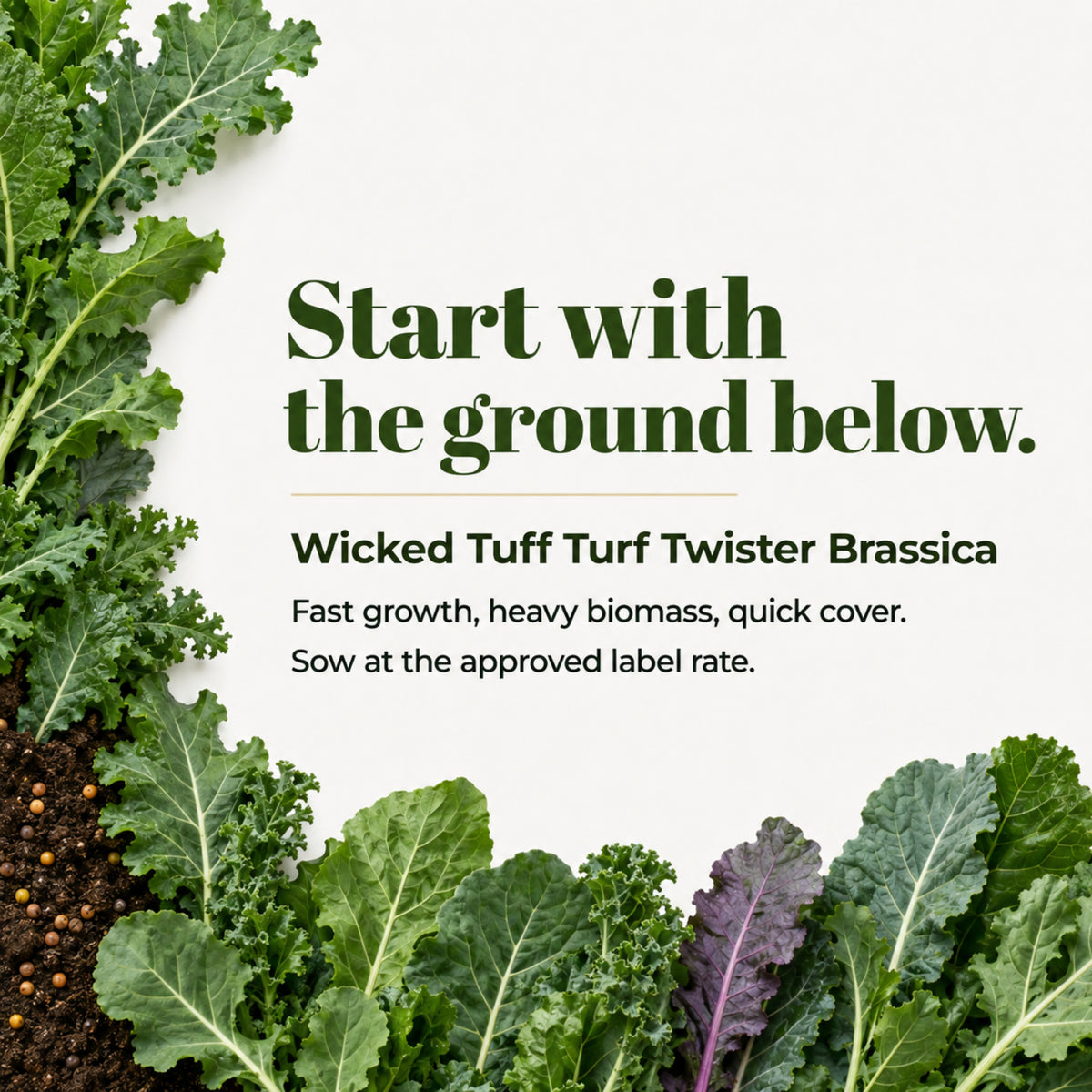 Wicked Tuff Turf Brassica Seed