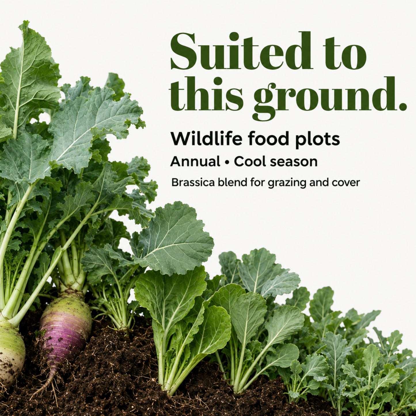 Wicked Tuff Turf Brassica Seed