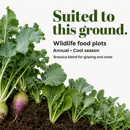 Wicked Tuff Turf Brassica Seed