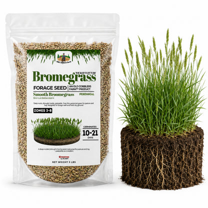 Wicked Tuff Turf Bromegrass Seed - Smooth