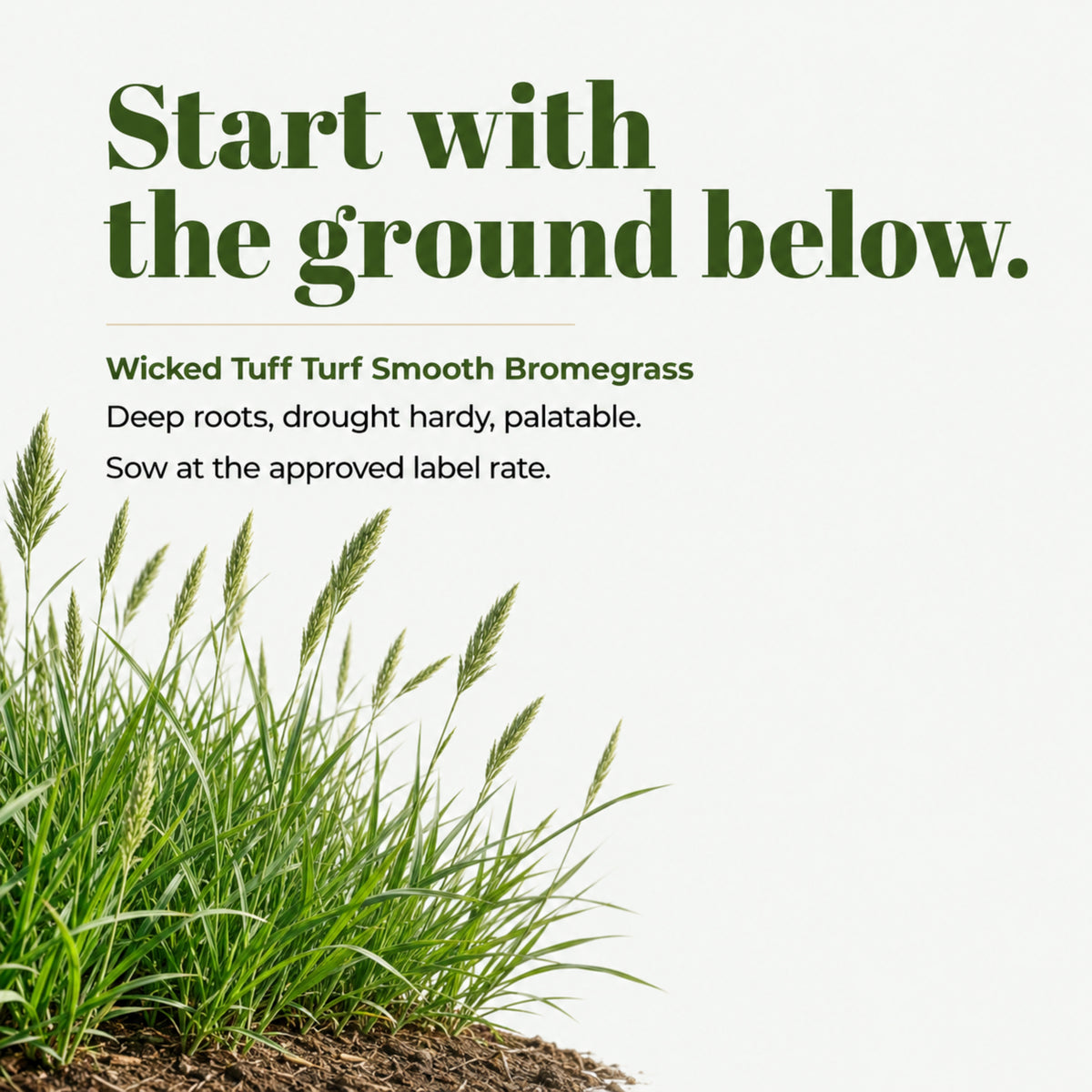 Wicked Tuff Turf Bromegrass Seed - Smooth