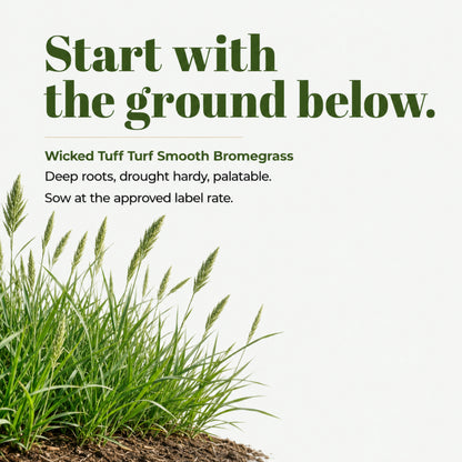 Wicked Tuff Turf Bromegrass Seed - Smooth