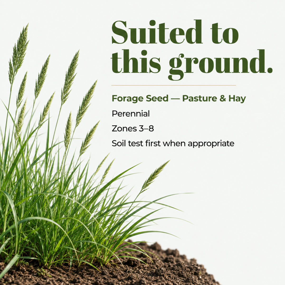 Wicked Tuff Turf Bromegrass Seed - Smooth
