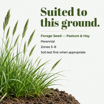 Wicked Tuff Turf Bromegrass Seed - Smooth