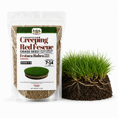 Wicked Tuff Turf Creeping Red Fescue Seed