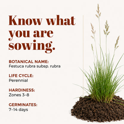 Wicked Tuff Turf Creeping Red Fescue Seed