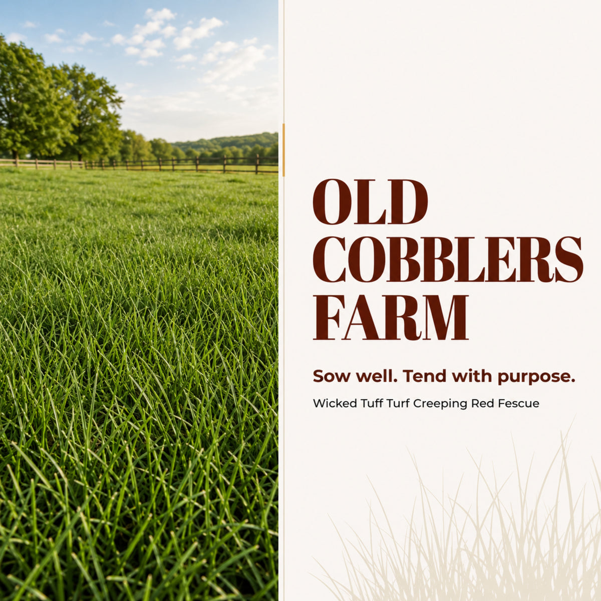 Wicked Tuff Turf Creeping Red Fescue Seed