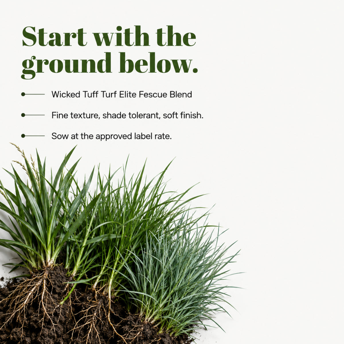 Wicked Tuff Turf Elite Fescue Blend Seed