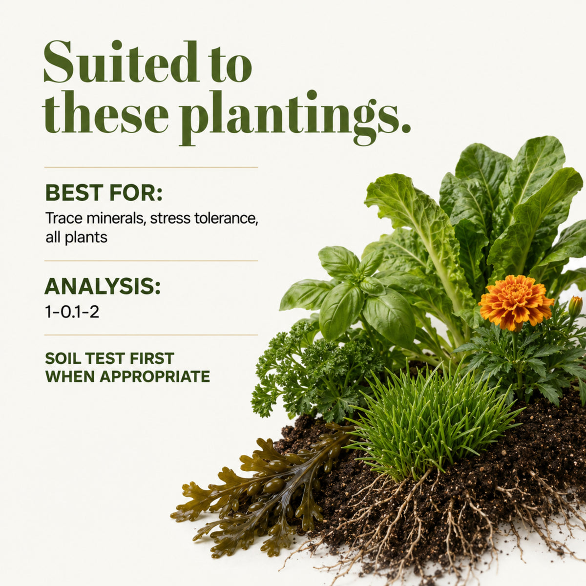 Wicked Organics Kelp Meal Fertilizer