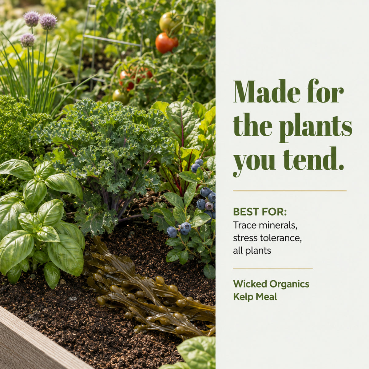 Wicked Organics Kelp Meal Fertilizer