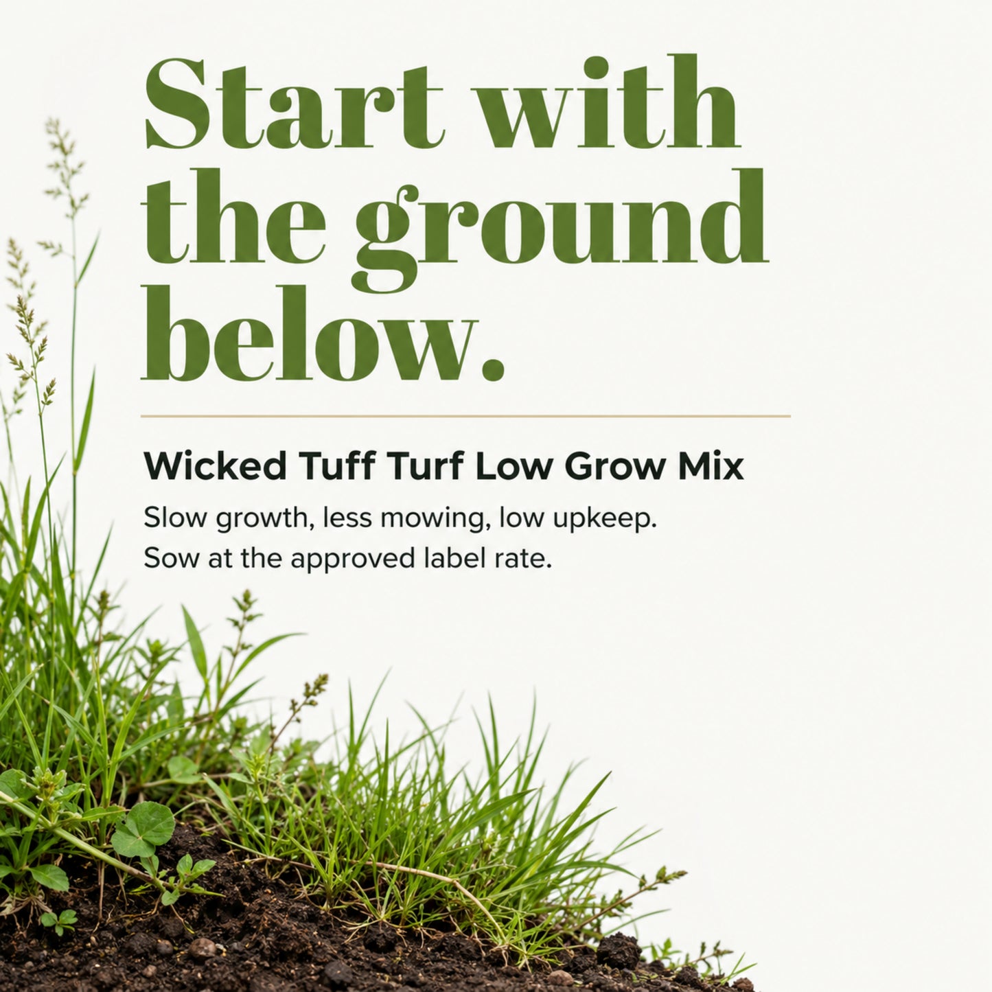 Wicked Tuff Turf Low Grow Seed Mix