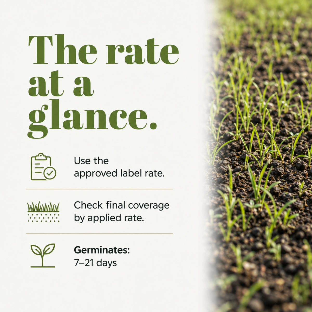 Wicked Tuff Turf Low Grow Seed Mix
