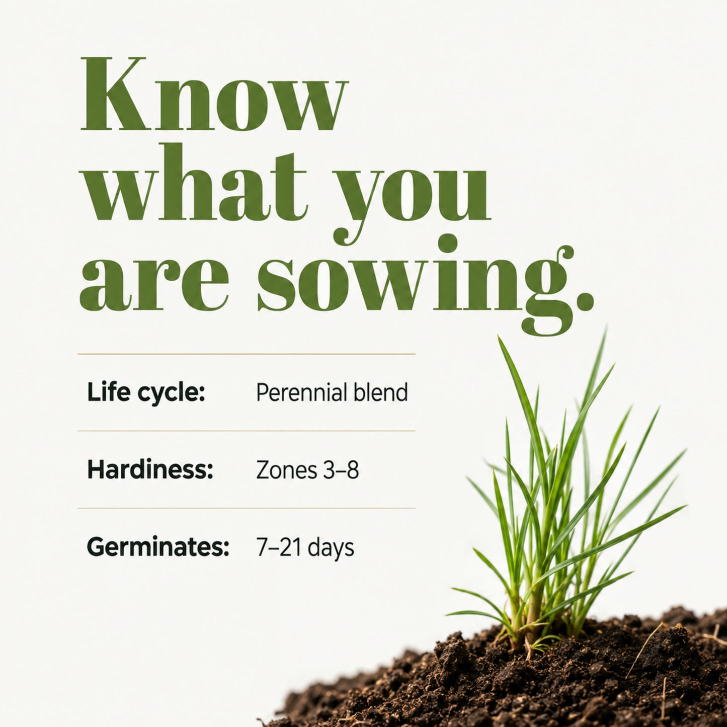 Wicked Tuff Turf Low Grow Seed Mix
