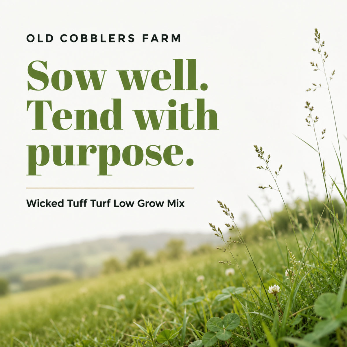 Wicked Tuff Turf Low Grow Seed Mix