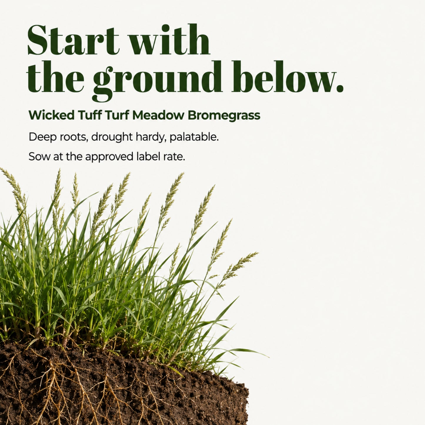 Wicked Tuff Turf Meadow Bromegrass Seed