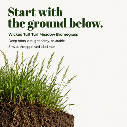Wicked Tuff Turf Meadow Bromegrass Seed