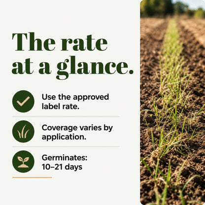 Wicked Tuff Turf Meadow Bromegrass Seed