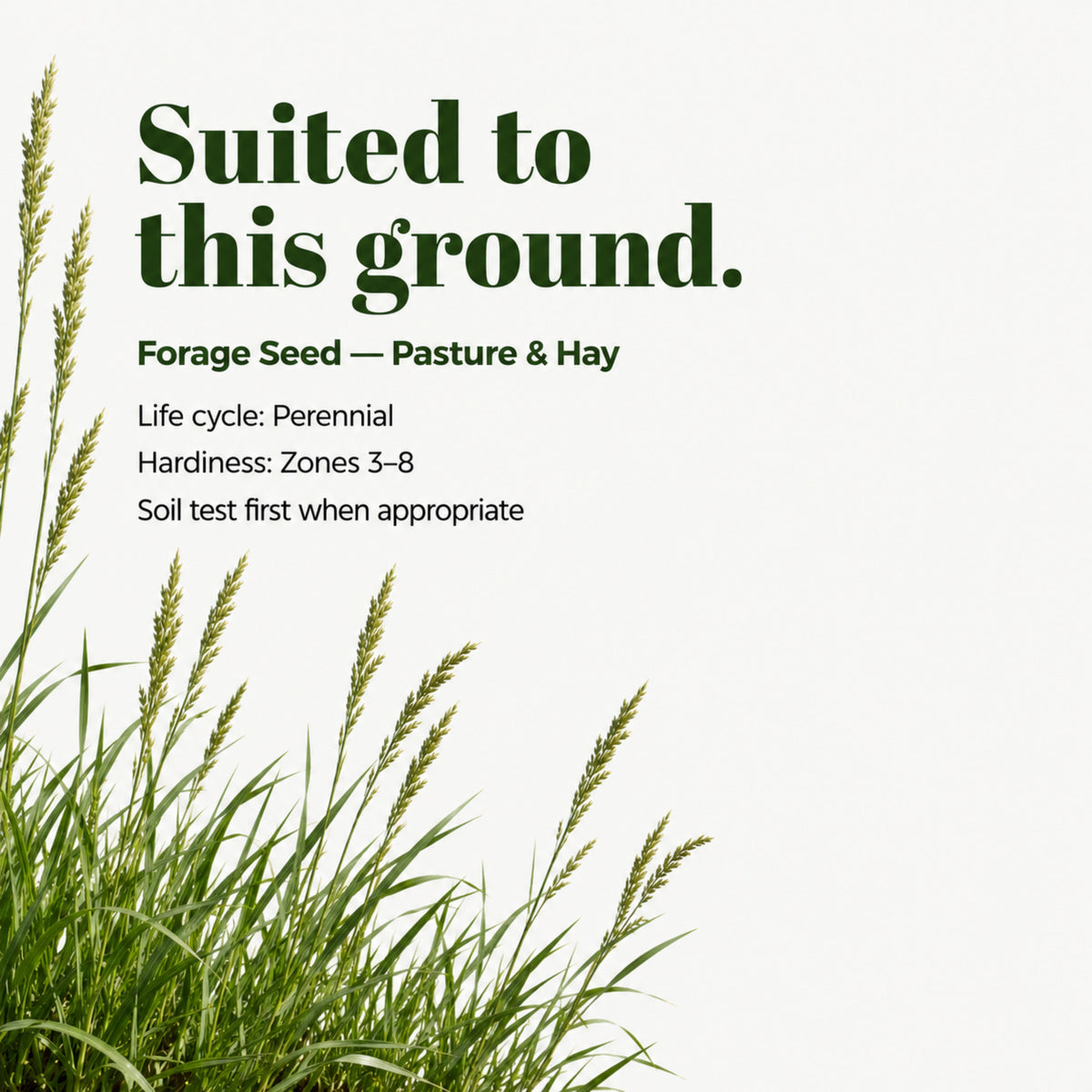 Wicked Tuff Turf Meadow Bromegrass Seed