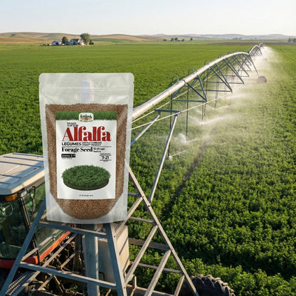 Wicked Tuff Turf Alfalfa Seed
