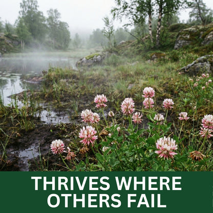 Wicked Tuff Turf Alsike Clover Seed