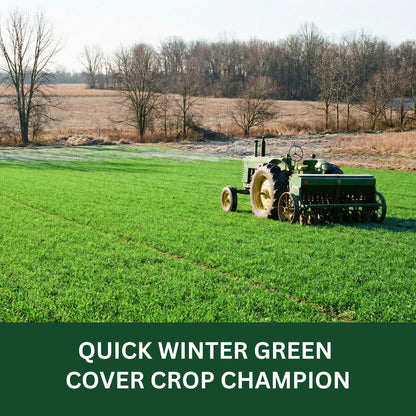 Wicked Tuff Turf Annual Ryegrass Seed