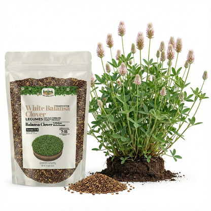 Wicked Tuff Turf Balansa Clover Seed