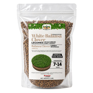 Balansa Clover Growing