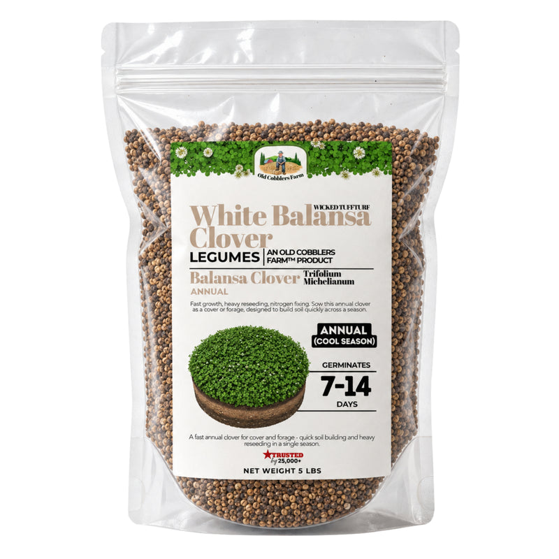 Wicked Tuff Turf Balansa Clover Seed