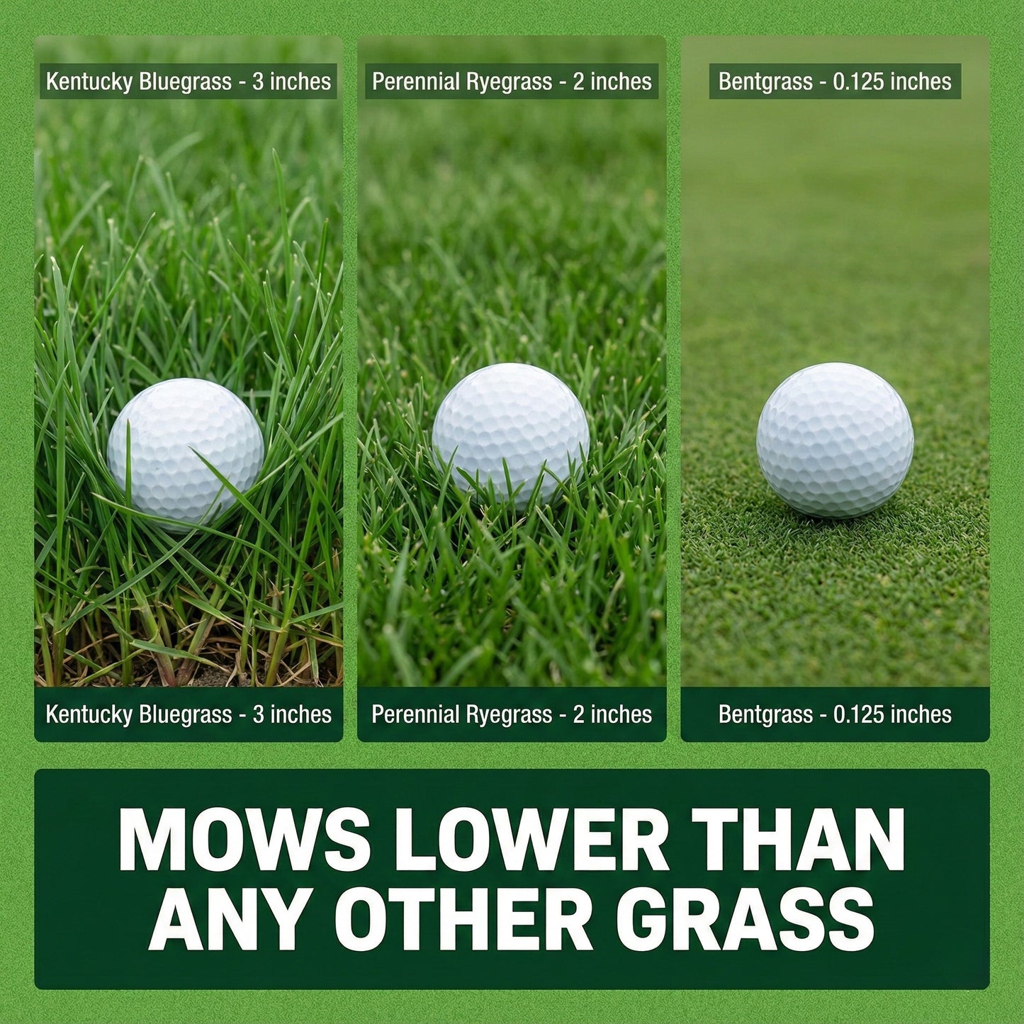 Wicked Tuff Turf Bentgrass Seed
