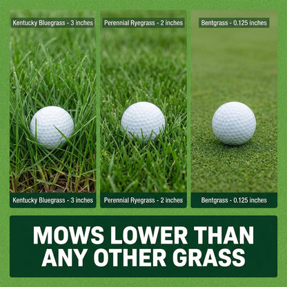Wicked Tuff Turf Bentgrass Seed