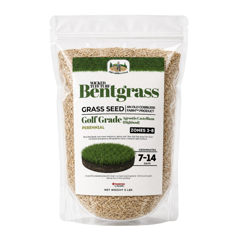 Wicked Tuff Turf Bentgrass Seed - Old Cobblers Farm