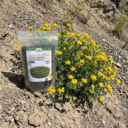 Wicked Tuff Turf Birdsfoot Trefoil Seed