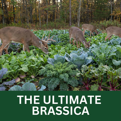 Wicked Tuff Turf Brassica Seed