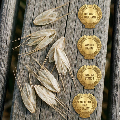 Wicked Tuff Turf Bromegrass Seed - Meadow
