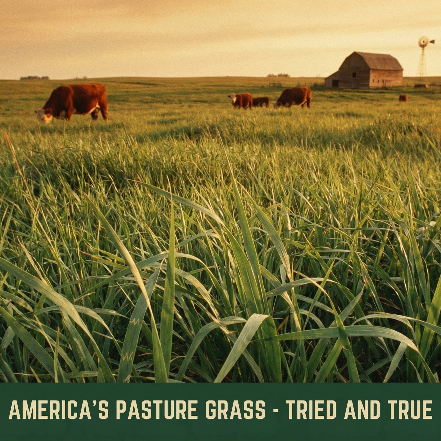 Wicked Tuff Turf Bromegrass Seed - Meadow