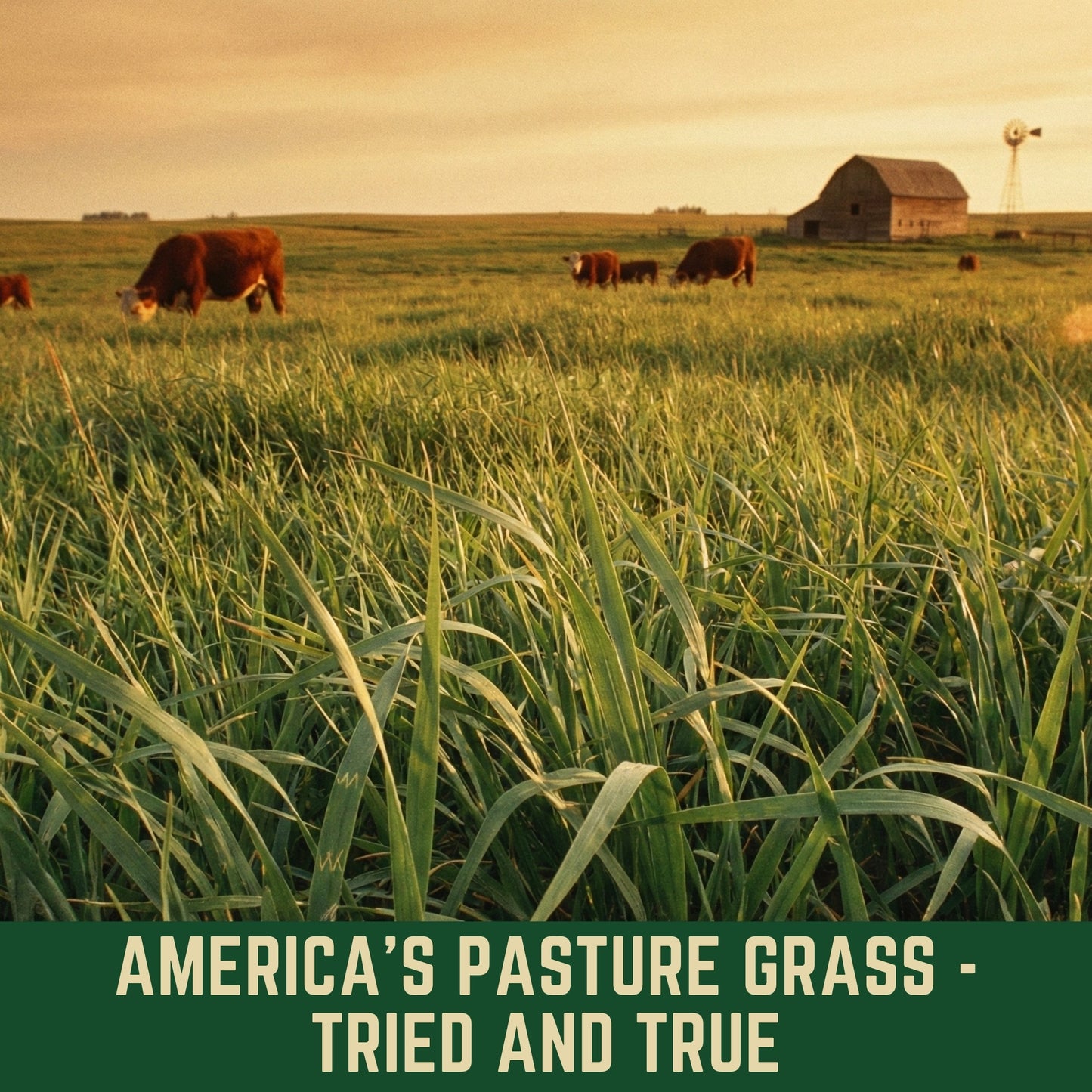 Wicked Tuff Turf Bromegrass Seed - Smooth