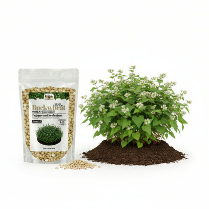 Wicked Tuff Turf Buckwheat Seed