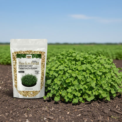 Wicked Tuff Turf Buckwheat Seed
