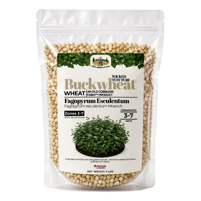 Wicked Tuff Turf Buckwheat Seed - Old Cobblers Farm