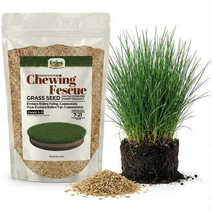 Wicked Tuff Turf Chewings Fescue Seed