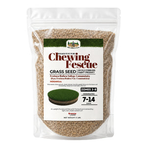 Chewings Fescue Growing