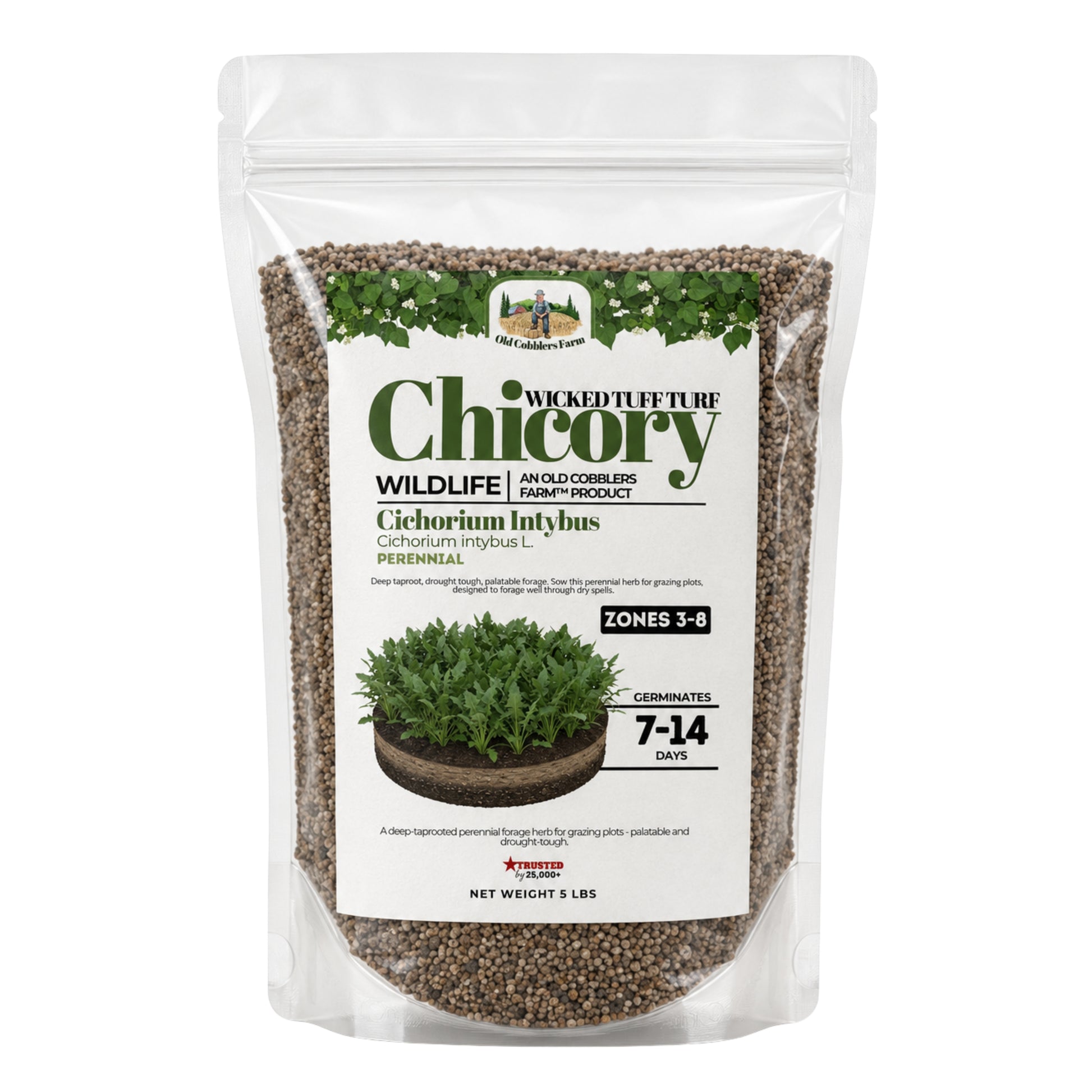 Wicked Tuff Turf Chicory Seed - Old Cobblers Farm