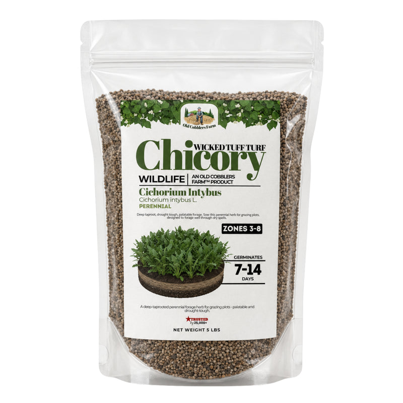Wicked Tuff Turf Chicory Seed - Old Cobblers Farm
